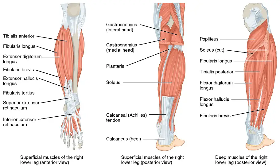 Calf And Lower Leg Muscle Diagram