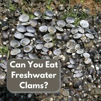 Can You Eat Freshwater Clams