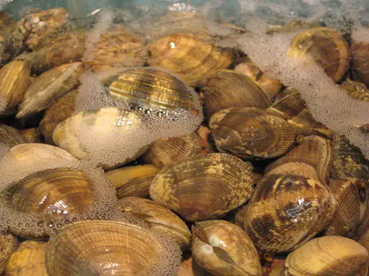are freshwater clams edible