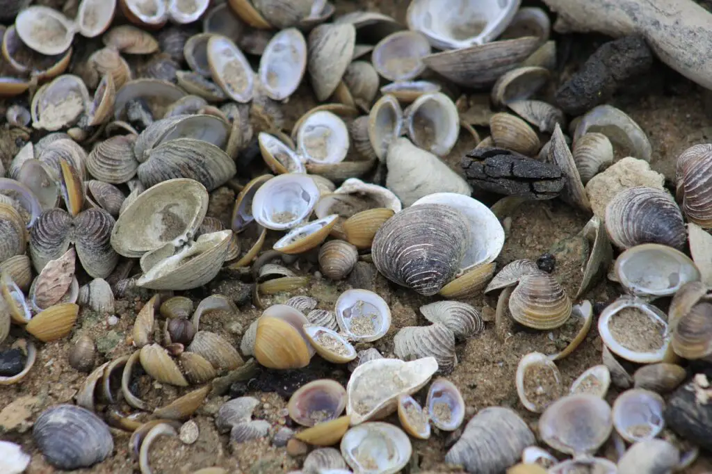 are freshwater clams safe to eat