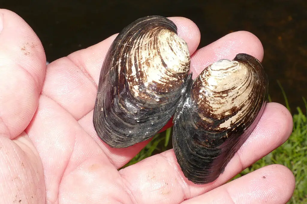 are river clams edible