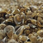 Artistic Can You Eat Freshwater Clams Background for Mobile Artistic Can You Eat Freshwater Clams Background for Mobile