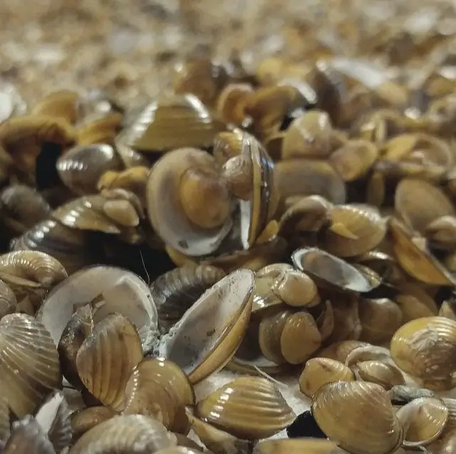 can you eat a freshwater clam