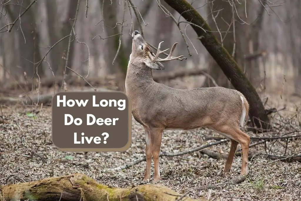How Long Do Deer Live