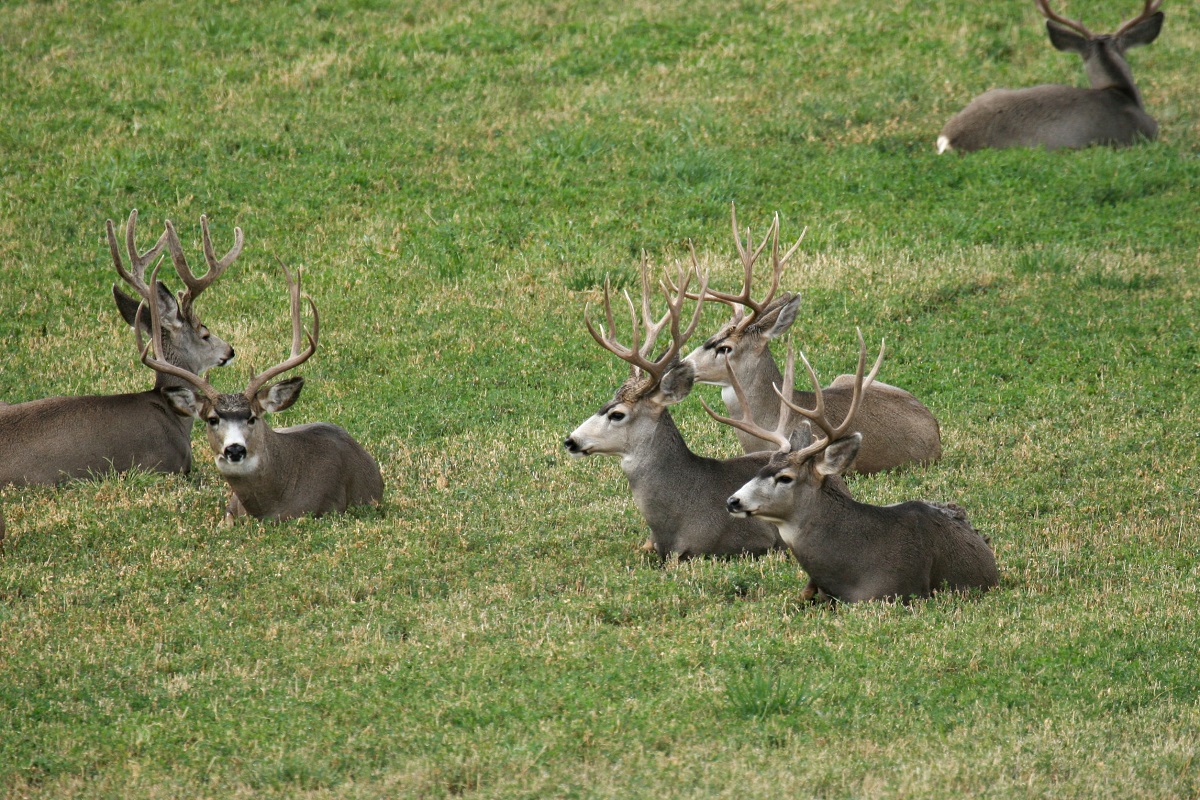 How Long Do Deer Live? Deer Lifespan Explained - The Fun Outdoors