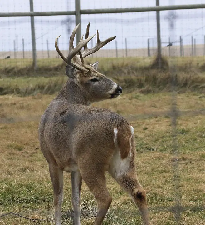 Whitetail Deer Lifespan