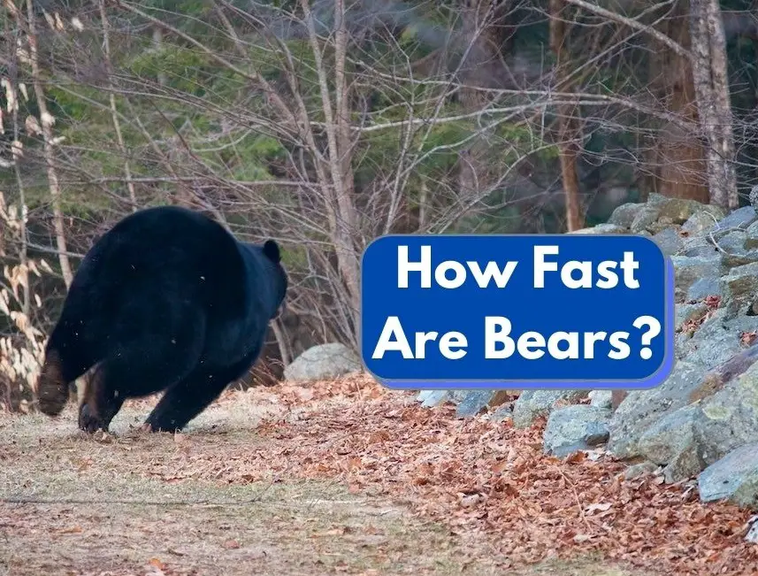 How fast do bears run