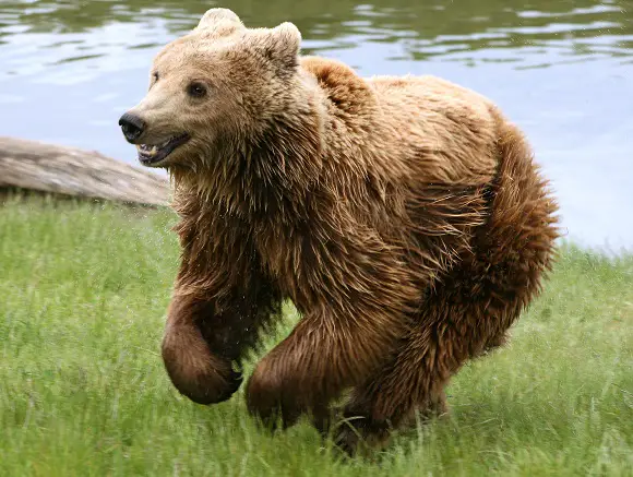 how fast can a brown bear run