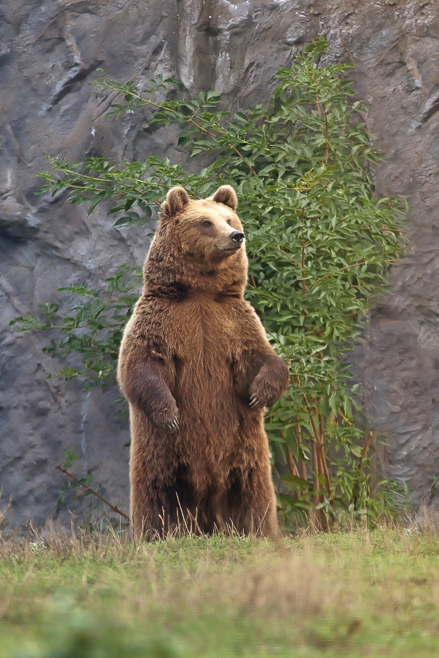 How Fast Can A Bear Run? Bear Speed Explained - The Fun Outdoors