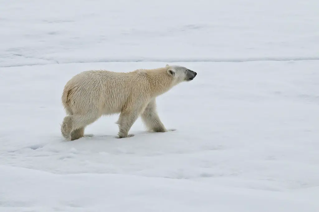 how fast can a polar bear run
