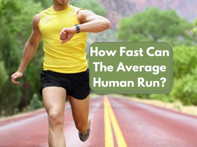 How Fast Can The Average Human Run