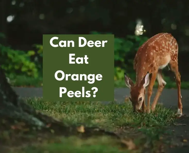 Can Deer Eat Orange Peels