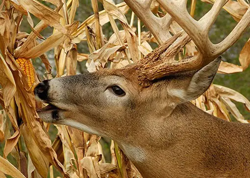 Deer eating corn on the cob