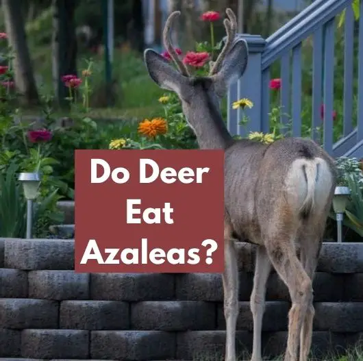 Do Deer Eat Azaleas