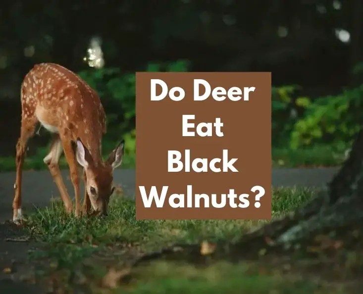Do Deer Eat Black Walnuts