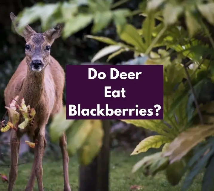 Do Deer Eat Blackberries