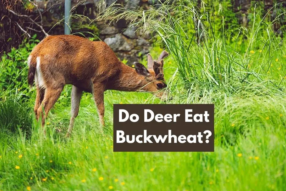 Do Deer Eat Buckwheat