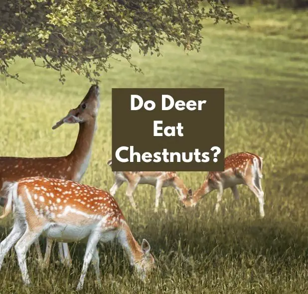 Do Deer Eat Chestnuts