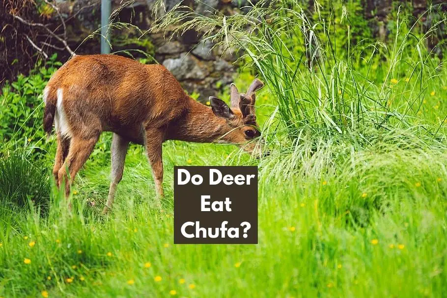 Do Deer Eat Chufa