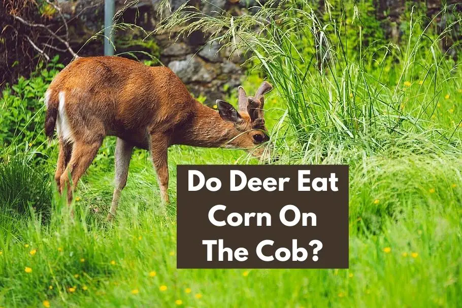 Do Deer Eat Corn On The Cob