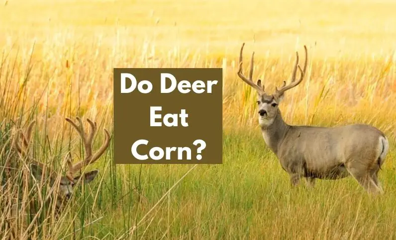 Do Deer Eat Corn