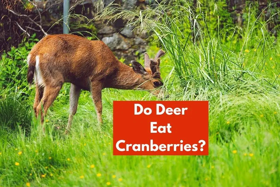Do Deer Eat Cranberries