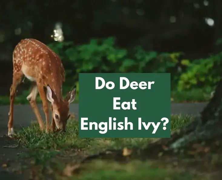 Do Deer Eat English Ivy
