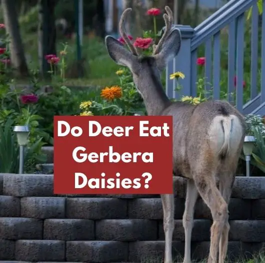 Do Deer Eat Gerbera Daisies