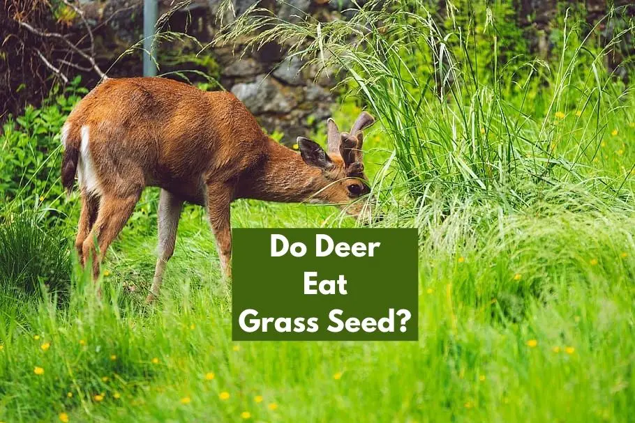 Do Deer Eat Grass Seed