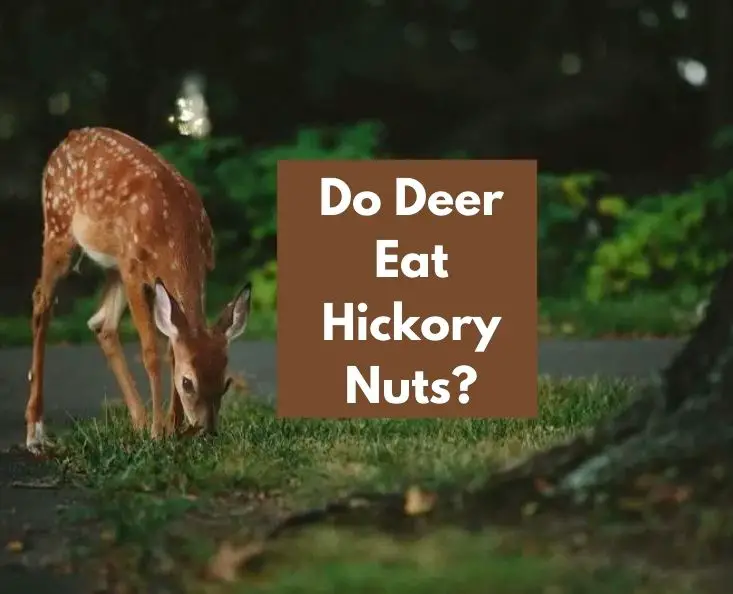 Do Deer Eat Hickory Nuts