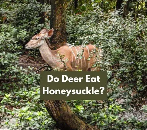 Do Deer Eat Honeysuckle