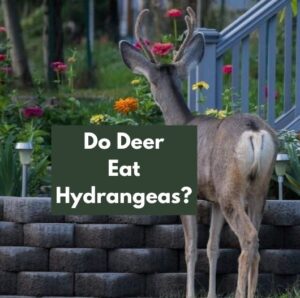 Do Deer Eat Hydrangeas? (12 Quick & Easy Ways To Stop Them)