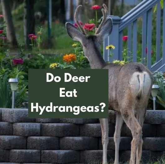 Do Deer Eat Hydrangeas