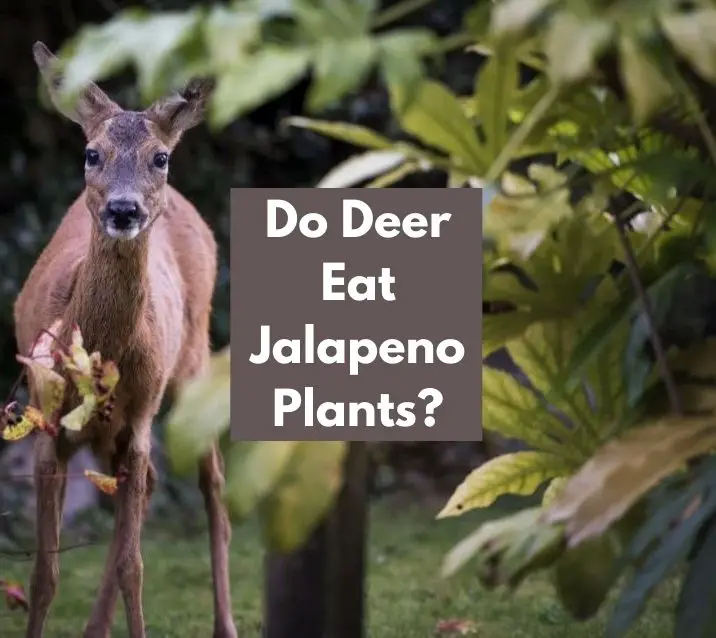 Do Deer Eat Jalapeno Plants