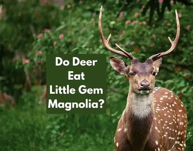 Do Deer Eat Little Gem Magnolia