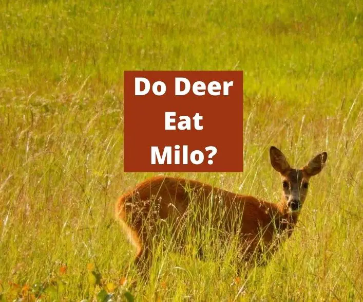 Do Deer Eat Milo