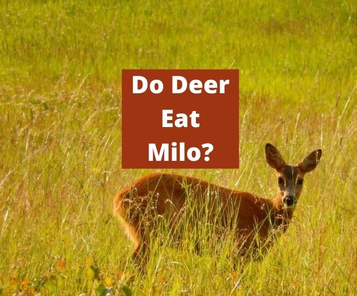 Do Deer Eat Milo