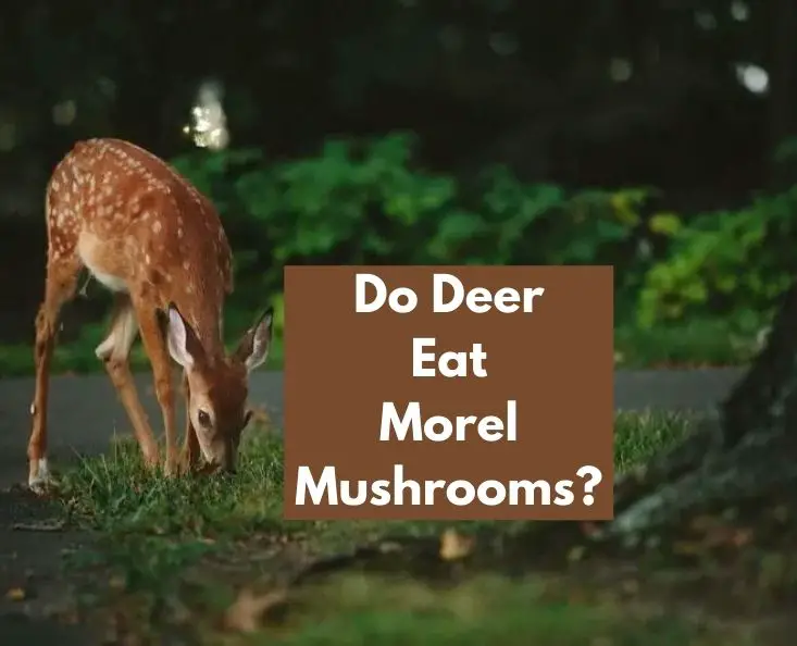 Do Deer Eat Morel Mushrooms