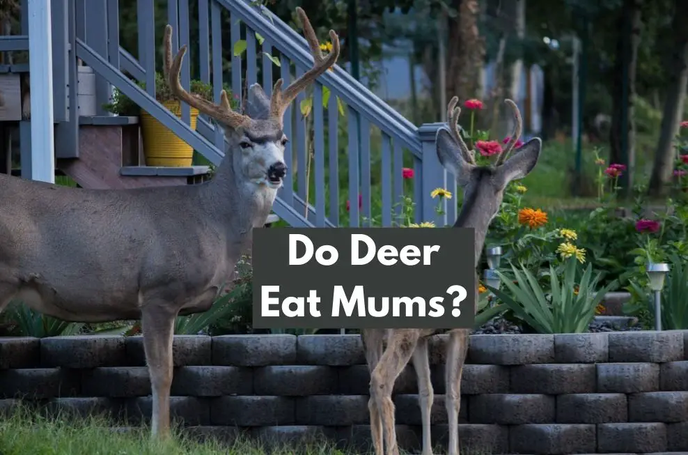 Do Deer Eat Mums