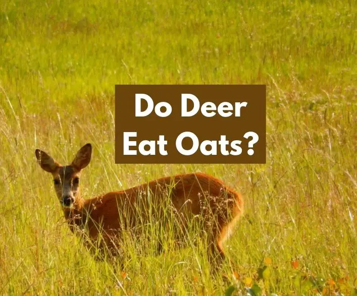 Do Deer Eat Oats