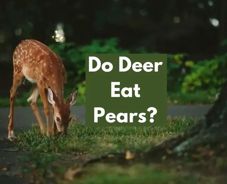 Do Deer Eat Pears