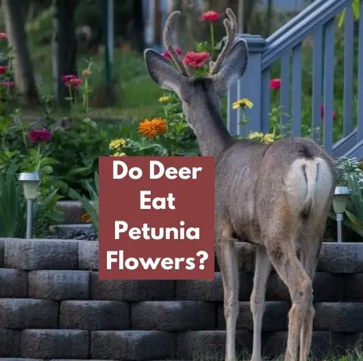 Do Deer Eat Petunia Flowers