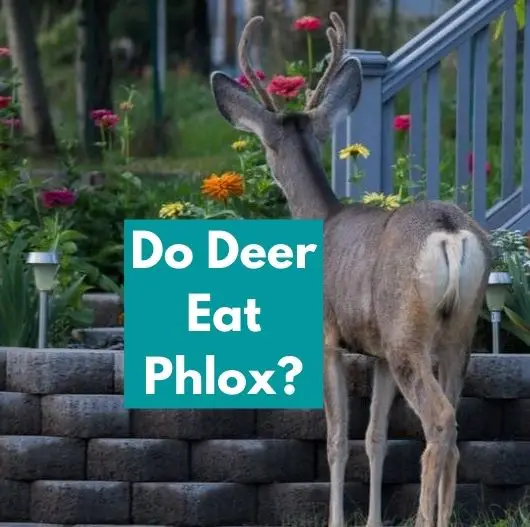 Do Deer Eat Phlox