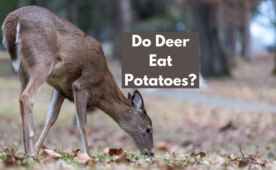 Do Deer Eat Potatoes