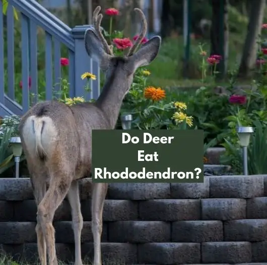 Do Deer Eat Rhododendron