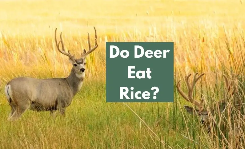 Do Deer Eat Rice