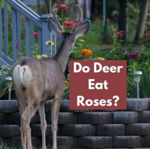 Do Deer Eat Roses? (Everything You Need To Know)