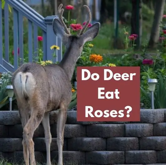 Do Deer Eat Roses
