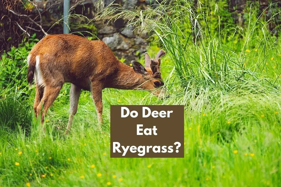 Do Deer Eat Ryegrass