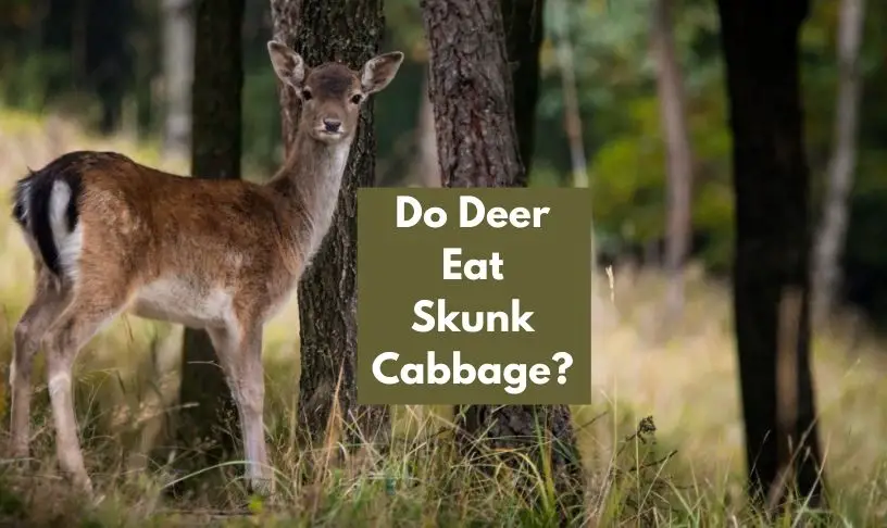Do Deer Eat Skunk Cabbage